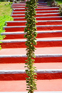 agave, inflorescence, plant, stairs, red, green, dragon tree-agave