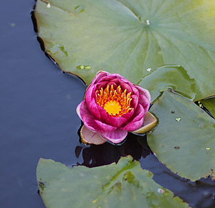 water lily, Hoa, nước, Hồ bơi, có, màu hồng, Đẹp