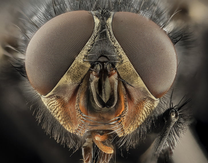 τα μάτια, μακροεντολή, μπλε μπουκάλι μύγα, Blowfly, έντομο, κοντινό πλάνο, κεφάλι