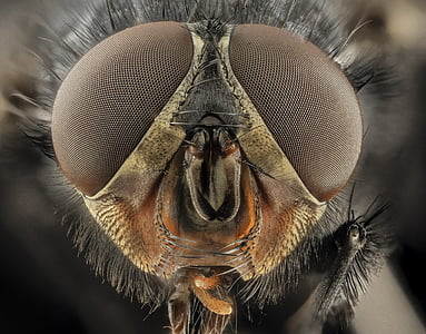eyes, macro, blue bottle fly, blowfly, insect, close up, head