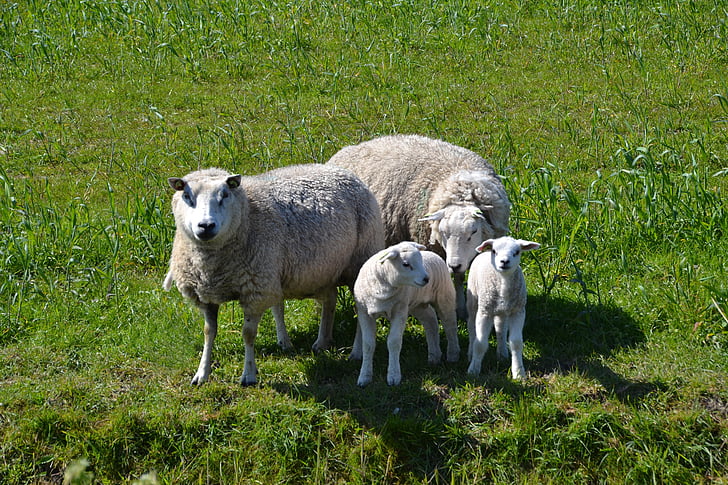 fåren, lamm, Familj, Texel, ull, djur, betesmark