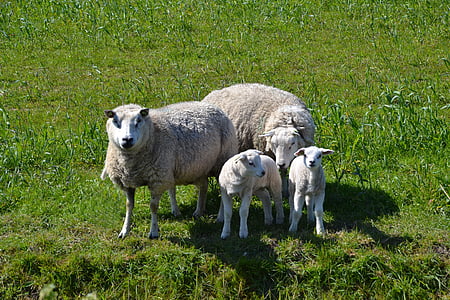 羊, 羔羊, 家庭, 特塞尔岛, 羊毛, 动物, 牧场