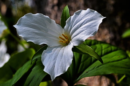Trillium, květ, bílá, jaro, wildflower, botanika, Jarní čas