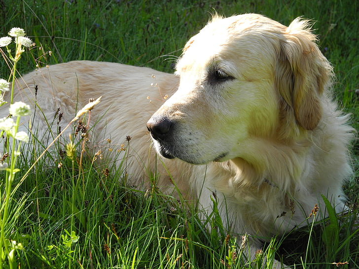 dog, golden retriever, concerns