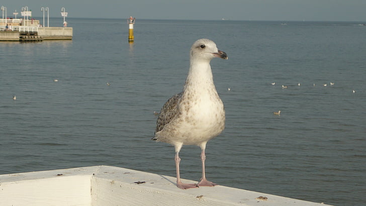 Γλάρος, στην προβλήτα, Σόποτ:, πουλί, Βαλτική θάλασσα