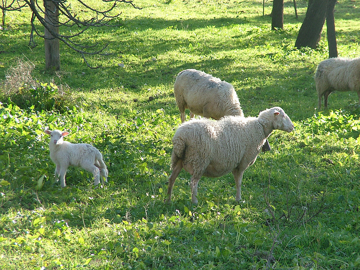 sheep, nature
