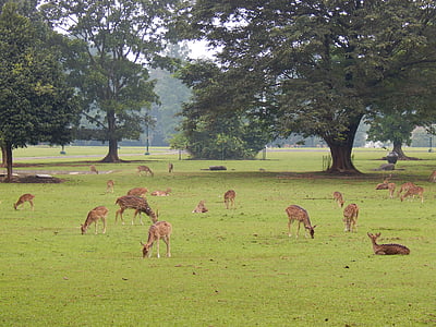 veado, Parque, Bogor, natureza, vida selvagem, mamífero, animal