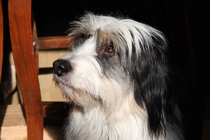 con chó, màu đen, trắng, lắng nghe, đôi mắt, tóc, truffle