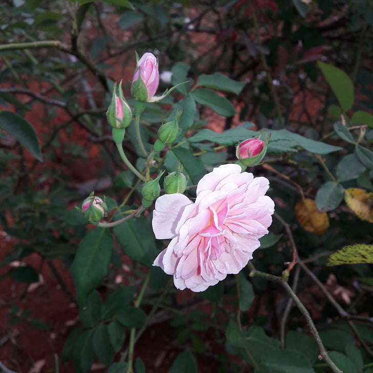 Rožė, Rosa, Gamta, spalva rožinė, rožinė gėlė, gėlių spalva rausva, gėlės