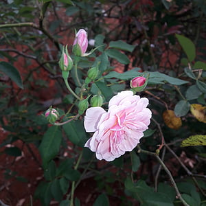 slējās, Rosa, daba, rozā krāsa, rozā ziedu, rozā ziedu krāsa, ziedi