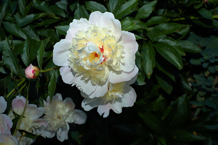 hoa mẫu đơn, Blossom, nở hoa, trắng, đầu mùa hè, Sân vườn, Hoa