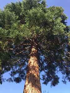 Baum, Redwood, groß, Rinde, Natur, riesige, massive