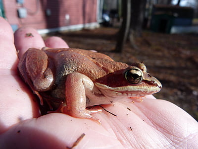 wood frog, pink, amphibian, frogs, wildlife, environment, nature