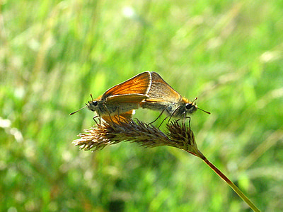 hai loài bướm, Thiên nhiên, Meadow, mùa hè, cỏ, màu xanh lá cây, lĩnh vực