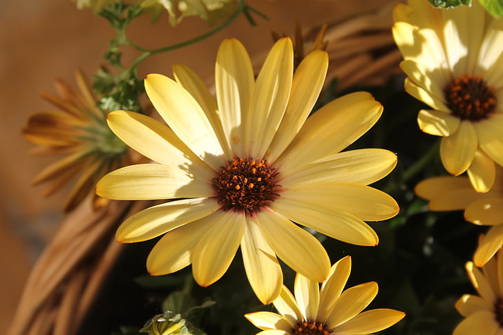 Žuti cvijet, cvijet, Zatvori, makronaredbe, priroda