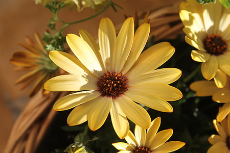 Žuti cvijet, cvijet, Zatvori, makronaredbe, priroda