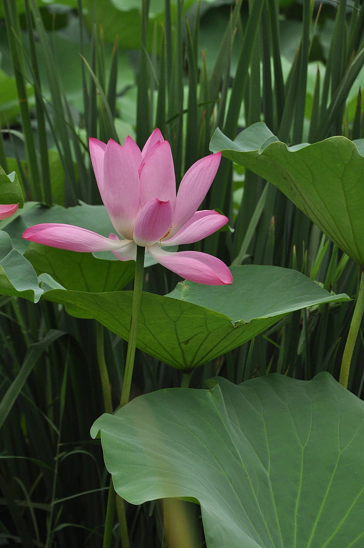 Lotus, flor, planta, flors, el Lotus leaf, fulla verda