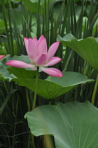 Lotus, bunga, tanaman, bunga, daun Lotus, daun hijau