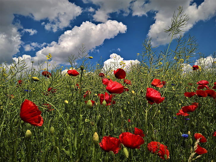 alam, Poppy, awan, biru, langit, bunga, merah