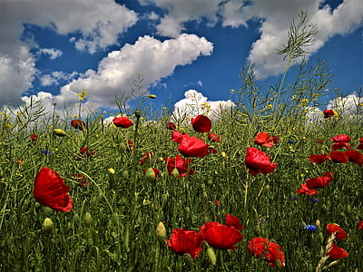doğa, haşhaş, bulutlar, mavi, gökyüzü, çiçek, Kırmızı