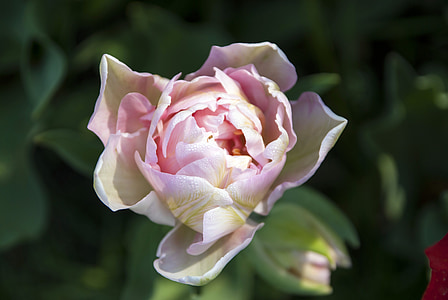 Rosa, floare, înflorit, petale, bianca, frumusete, Fiorita