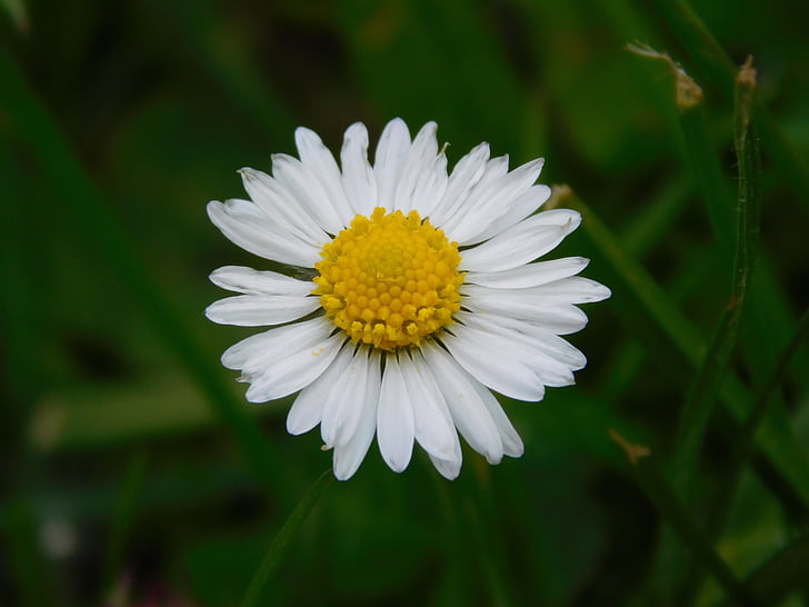 Daisy, virág, természet, tavaszi, kis, kültéri, fű