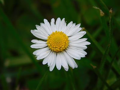 Daisy, lill, loodus, kevadel, väike, Välibassein, muru