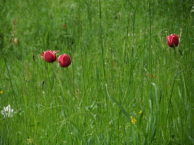 Tulpen, Grass, Wiese, Mainau, Frühling, lila, Blüte