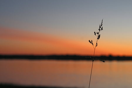 zonsondergang, gras, zon, rivier, reflecties op het water, water, licht