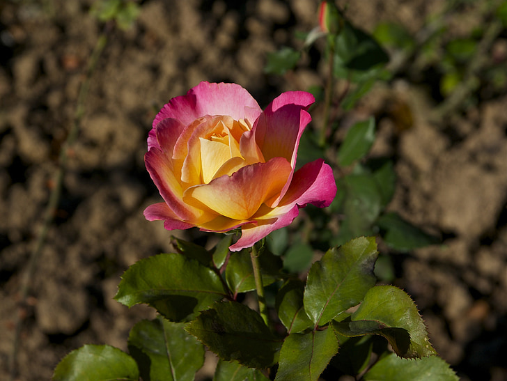 tea-rose, hybrid, flower, blossom, blooming, floral, natural