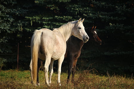 kuda, cetakan, keturunan asli Arab., Mare, foal, coklat, musim gugur