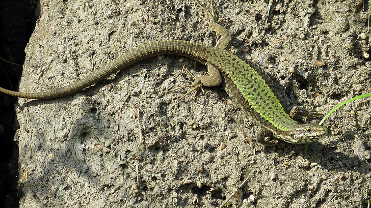 reptile, lizard, shiny, insect eater, animal, rock, stone walls