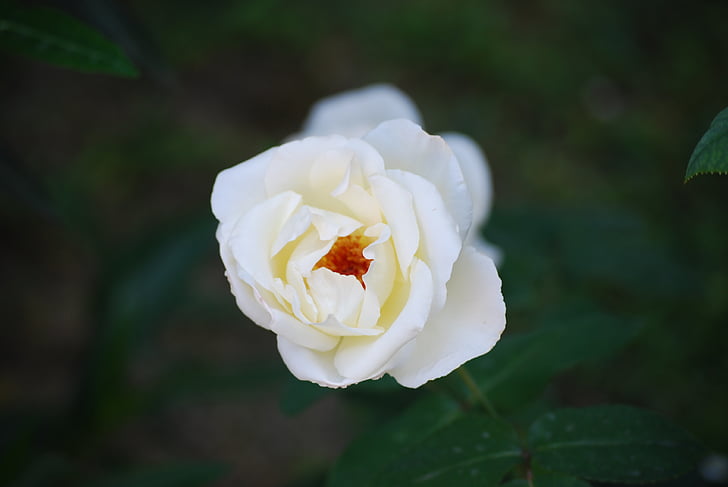 Rosa, bianca, flori, floare, Fiorita