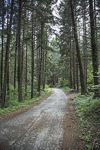 Woods, Les, strom, krajina, Příroda, zelená, venku