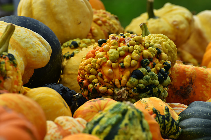 moliūgai, rudenį, rudens puošmena, derliaus, Dekoratyviniai moliūgai, apdaila, oranžinė