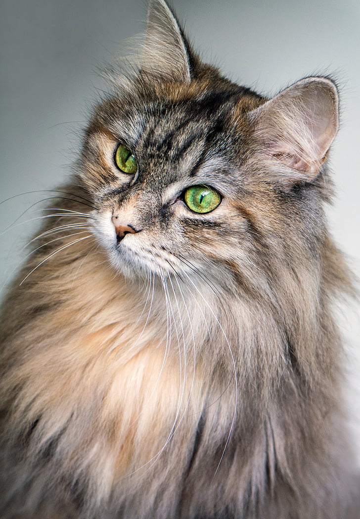 con mèo, mèo, đôi mắt, màu xanh lá cây, mái tóc dài, động vật, vật nuôi