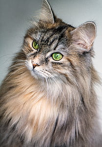 gato, felino, ojos, verde, cabello largo, animal, mascota