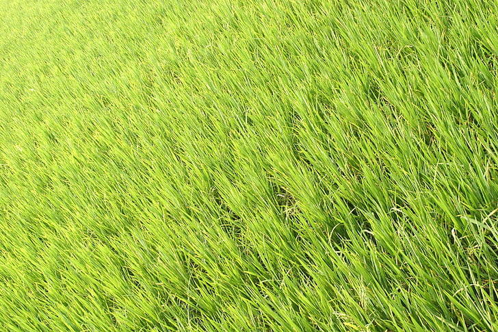 riisi, Plantation, riisi istutusten, riisin aloilla, Aasia, maisema, kenttä