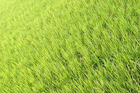 arroz, plantación de, plantaciones de arroz, campos de arroz, Asia, paisaje, campo