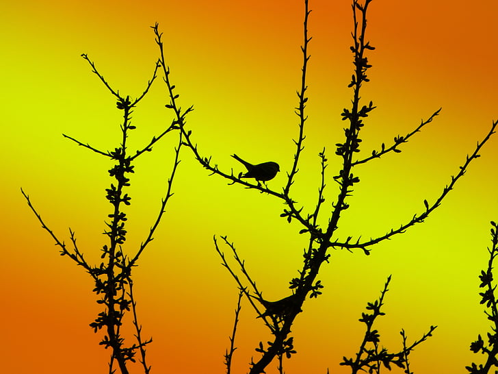 bird, profile, branches, shadow, profiled, background, nature