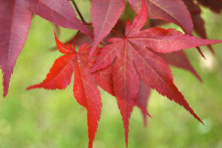 falder, maple leaf, ahorn, efterår, rød, sæson, blad