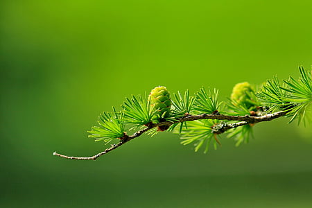větev, jehličnatý, zelená, listy, makro, Příroda, Pinaceae