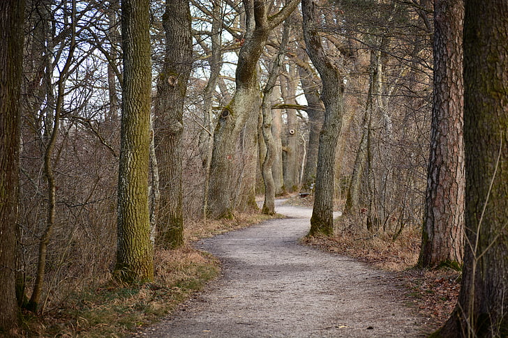 away, avenue, trees, oak, nature, tree lined avenue, forest path