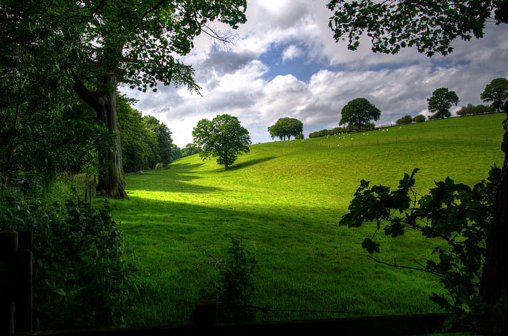 zielony, trawa, pole, w pobliżu, drzewa, biały, chmury