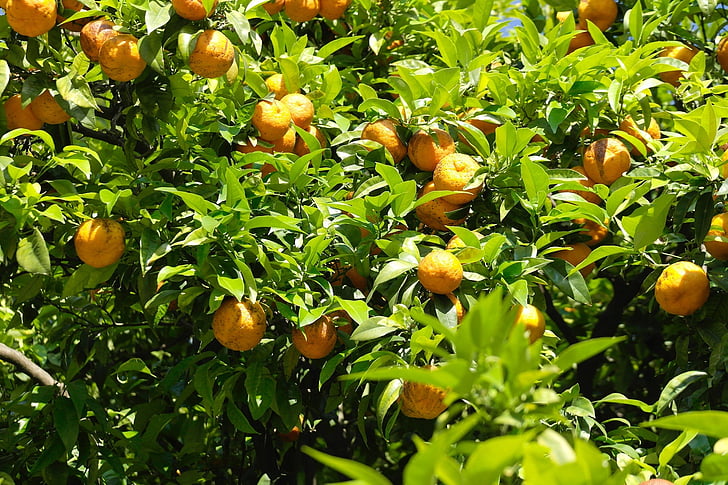 sinaasappelen, Barcelona, Spanje, oranje boom, natuur, fruit, vruchten