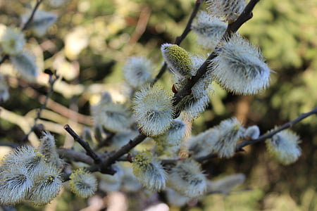 catkins Willow tergantung, musim semi, Taman, pohon, cabang, padang rumput