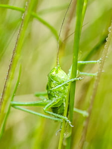 grasshopper, viridissima, nature, insect, animal