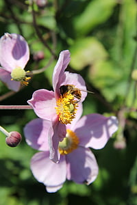 Bee, insect, natuur, bloem, eten, nectar