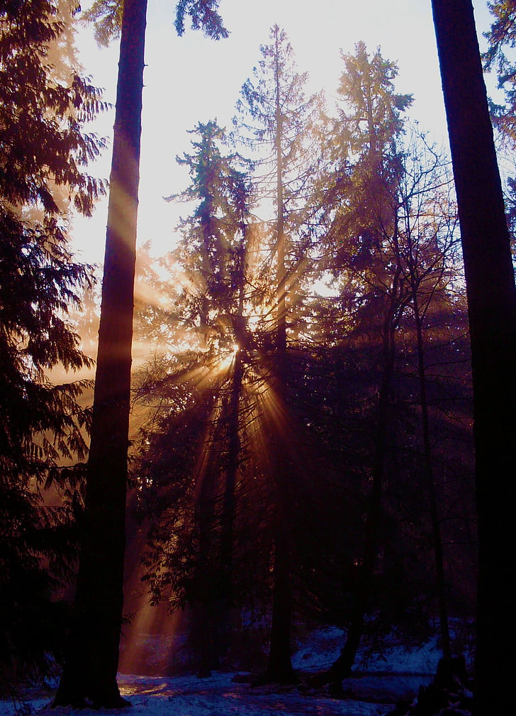 skogen, ljus, Critter, Pine, naturen