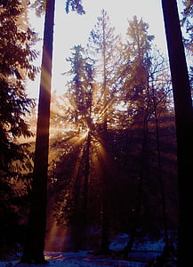erdő, fény, pára, fenyő, természet